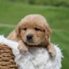 Image of Omar, a Golden Retriever puppy