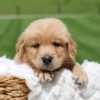 Image of Omar, a Golden Retriever puppy