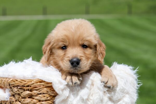 Image of Omar, a Golden Retriever puppy