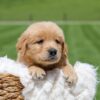 Image of Omar, a Golden Retriever puppy