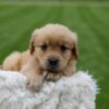 Image of Orchid, a Golden Retriever puppy