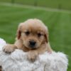 Image of Orchid, a Golden Retriever puppy