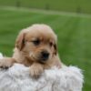 Image of Orchid, a Golden Retriever puppy