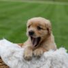 Image of Orchid, a Golden Retriever puppy