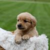 Image of Orchid, a Golden Retriever puppy