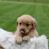Image of Orchid, a Golden Retriever puppy