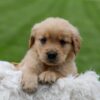 Image of Orchid, a Golden Retriever puppy