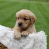 Image of Orchid, a Golden Retriever puppy
