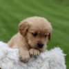 Image of Orchid, a Golden Retriever puppy