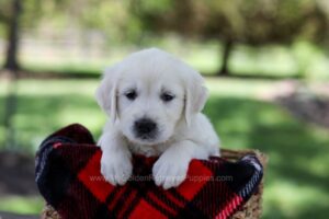 Image of Paisley, a Golden Retriever puppy