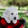 Image of Pongo, a Golden Retriever puppy