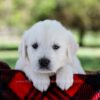 Image of Pongo, a Golden Retriever puppy