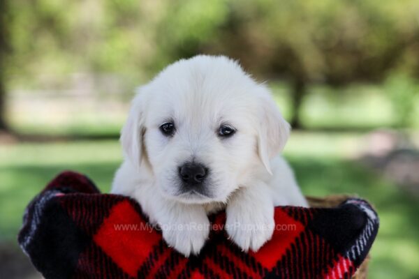 Image of Pongo, a Golden Retriever puppy