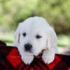Image of Pongo, a Golden Retriever puppy