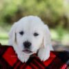 Image of Pongo, a Golden Retriever puppy