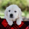 Image of Pongo, a Golden Retriever puppy