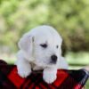 Image of Pongo, a Golden Retriever puppy