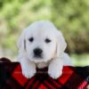 Image of Pongo, a Golden Retriever puppy