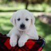 Image of Patsy, a Golden Retriever puppy