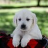 Image of Patsy, a Golden Retriever puppy