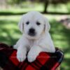 Image of Patsy, a Golden Retriever puppy