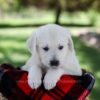Image of Patsy, a Golden Retriever puppy