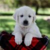 Image of Patsy, a Golden Retriever puppy