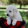 Image of Patsy, a Golden Retriever puppy