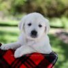 Image of Patsy, a Golden Retriever puppy