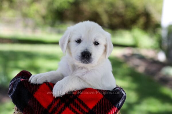 Image of Patsy, a Golden Retriever puppy