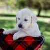 Image of Patsy, a Golden Retriever puppy