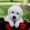 Image of Pilot, a Golden Retriever puppy