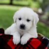 Image of Pilot, a Golden Retriever puppy