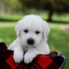 Image of Pilot, a Golden Retriever puppy