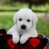 Image of Pilot, a Golden Retriever puppy