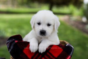 Image of Pilot, a Golden Retriever puppy
