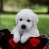 Image of Pilot, a Golden Retriever puppy