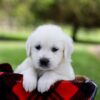 Image of Pilot, a Golden Retriever puppy