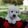 Image of Pippa, a Golden Retriever puppy