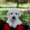 Image of Pippa, a Golden Retriever puppy