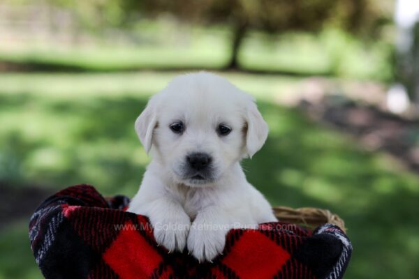 Image of Pippa, a Golden Retriever puppy