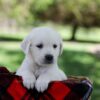 Image of Pippa, a Golden Retriever puppy