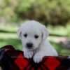 Image of Pippa, a Golden Retriever puppy