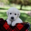 Image of Pippa, a Golden Retriever puppy