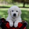 Image of Pixie, a Golden Retriever puppy