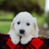 Image of Porter, a Golden Retriever puppy