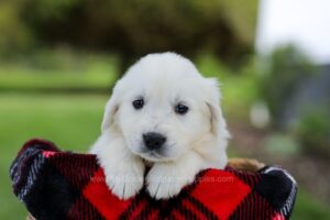 Image of Porter, a Golden Retriever puppy