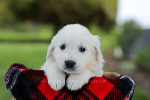 Image of Porter, a Golden Retriever puppy