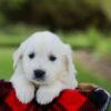 Image of Porter, a Golden Retriever puppy