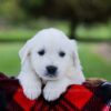 Image of Porter, a Golden Retriever puppy